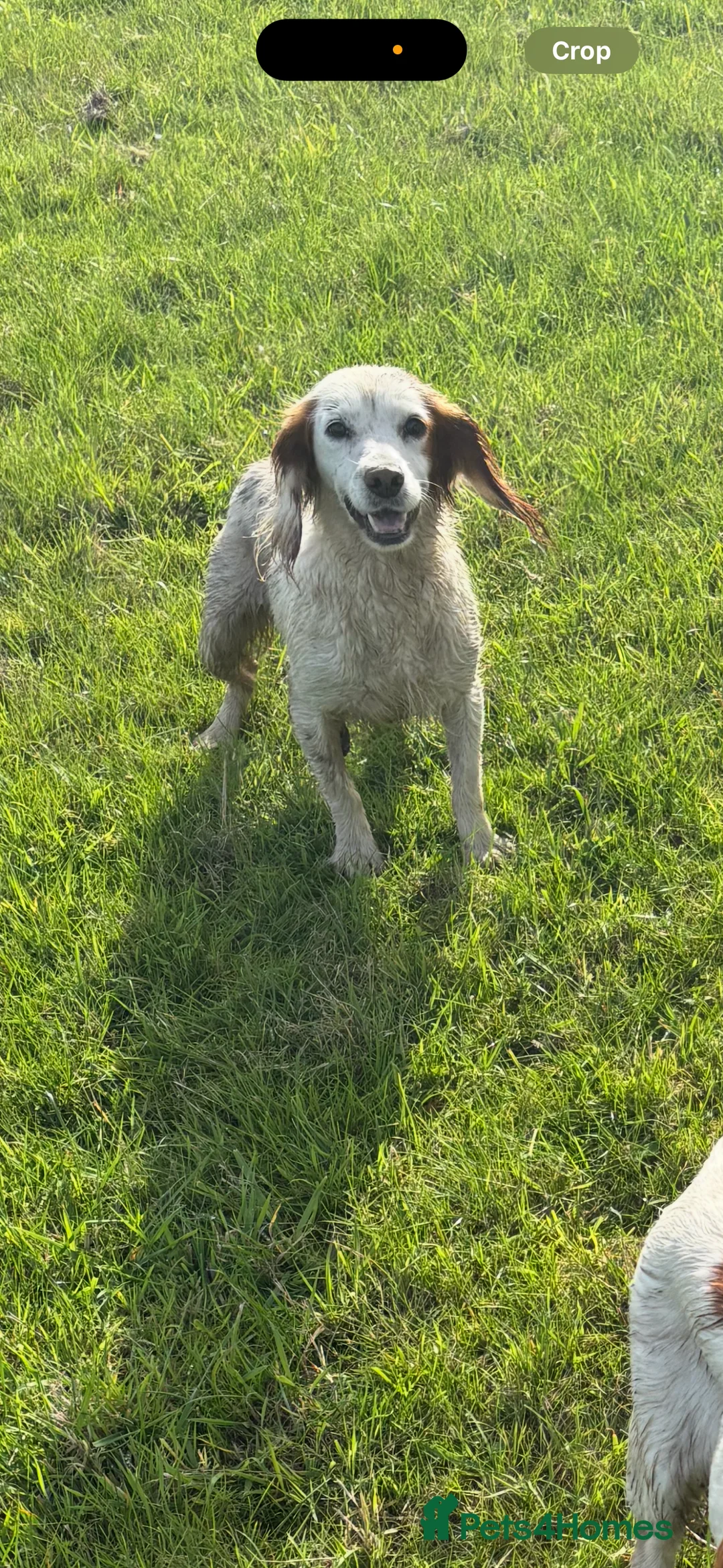 Cocker Spaniel dogs for sale: Rehome Cocker Spaniel - Advert 1