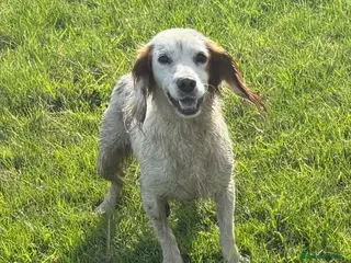 Cocker Spaniel dogs Rehome Cocker Spaniel - Advert 6