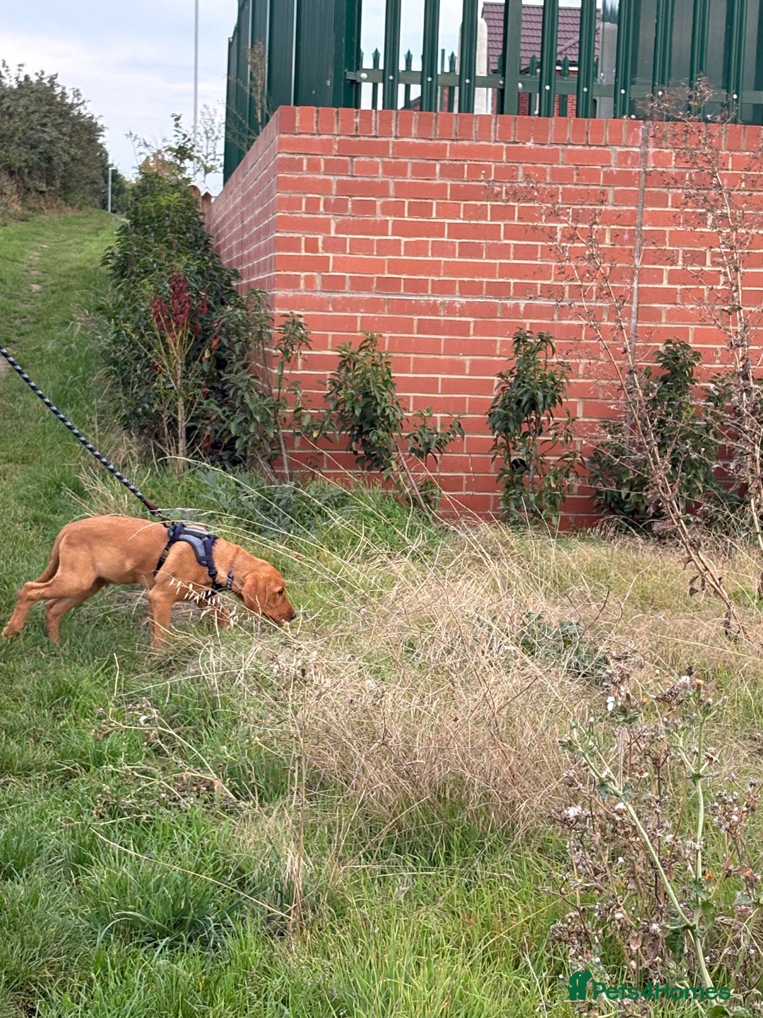 Labrador Retriever dogs for sale: Red fox Labrador 8 months old - Advert 3