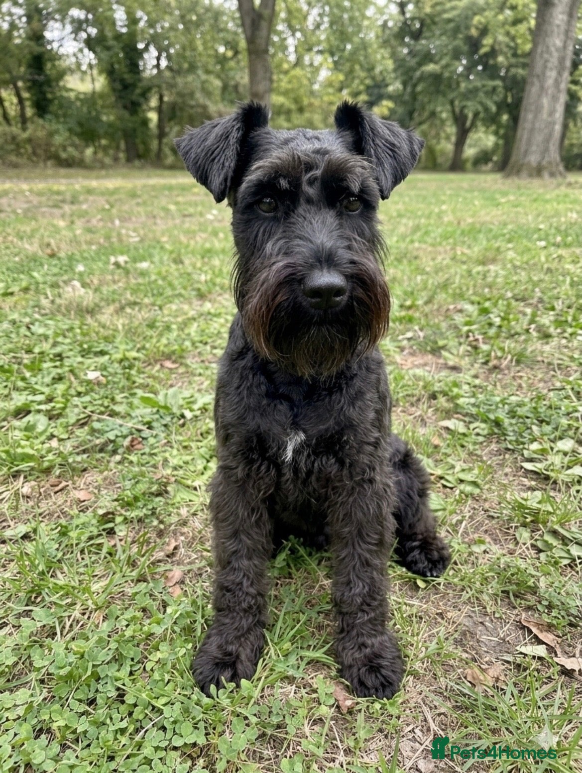 Miniature Schnauzer dogs For Stud 4th gen KC Registered Miniature Schnauzer - Advert 5