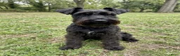 Miniature Schnauzer dogs for stud: For Stud 4th gen KC Registered Miniature Schnauzer - Advert 2