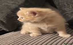 Mixed Breed cats for sale: 3/4 ragdoll kittens available  - Image 4