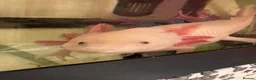 Other/Mixed Breed fish for sale: Axolotl Babies - Advert 4
