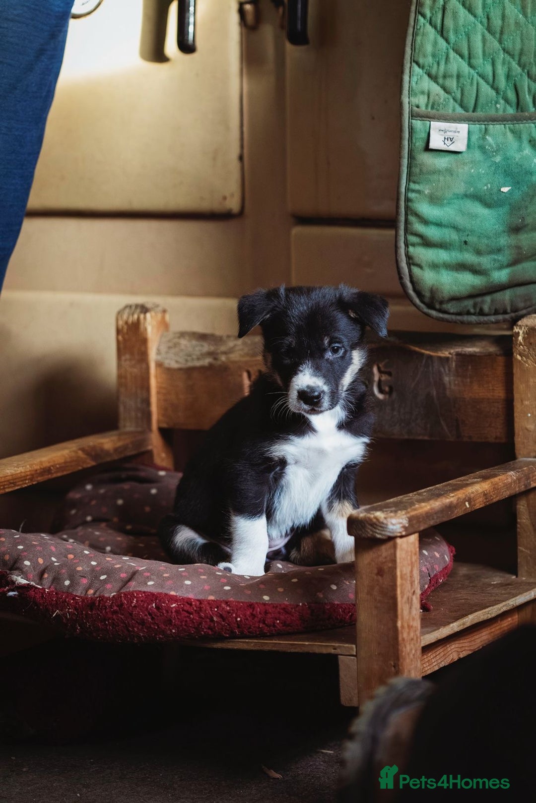 Border Collie dogs for sale: Welsh Collie puppies - Advert 13