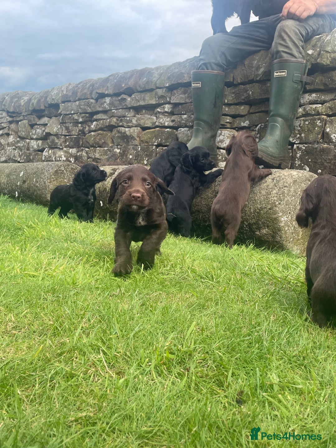 Cocker Spaniel dogs for sale: Kc cocker spaniel  - Image 2