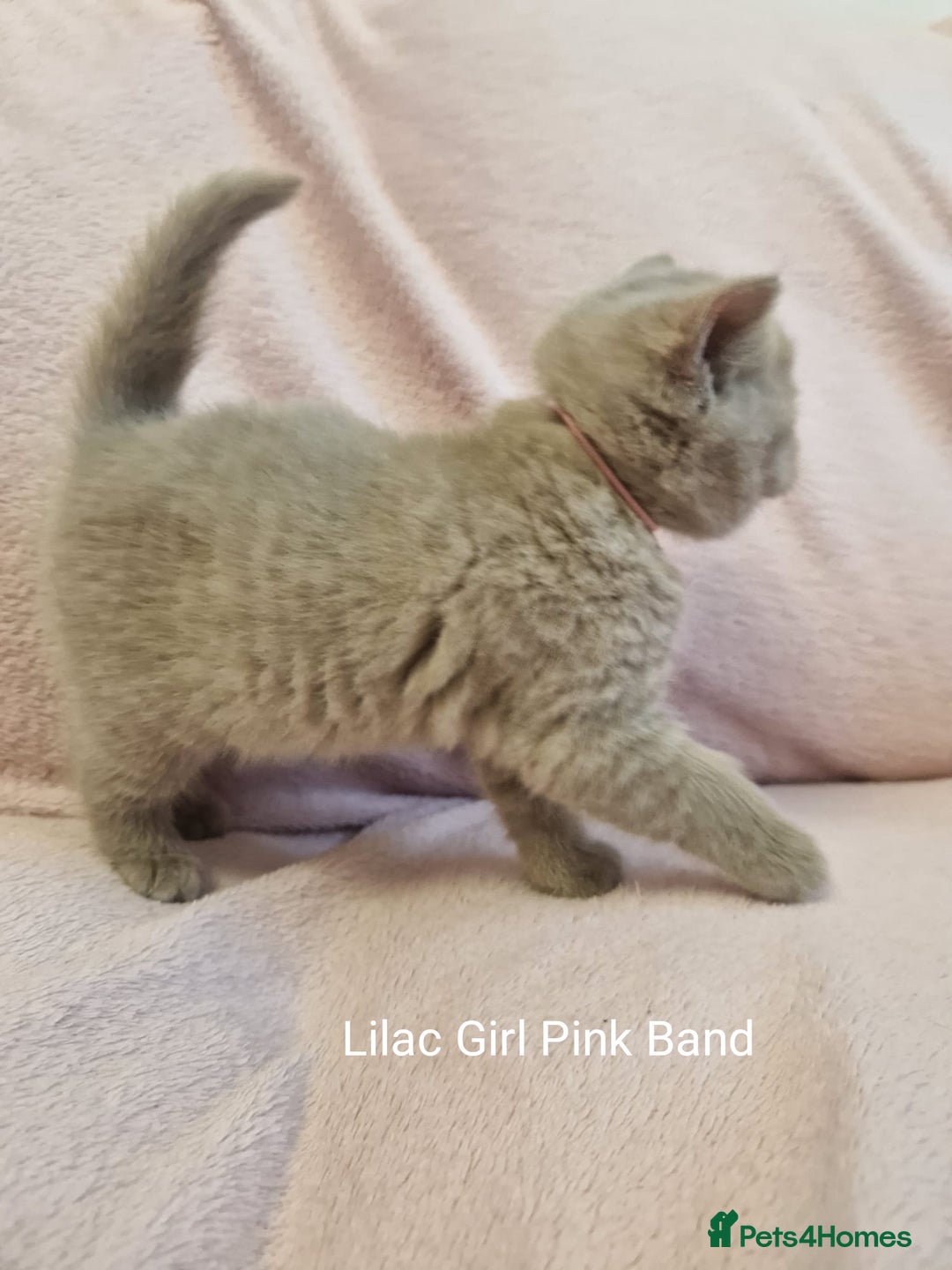 British Shorthair cats for sale: All Reserved Now. - Advert 11