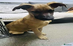 German Shepherd dogs for sale: Lovely puppy boy  - Image 2