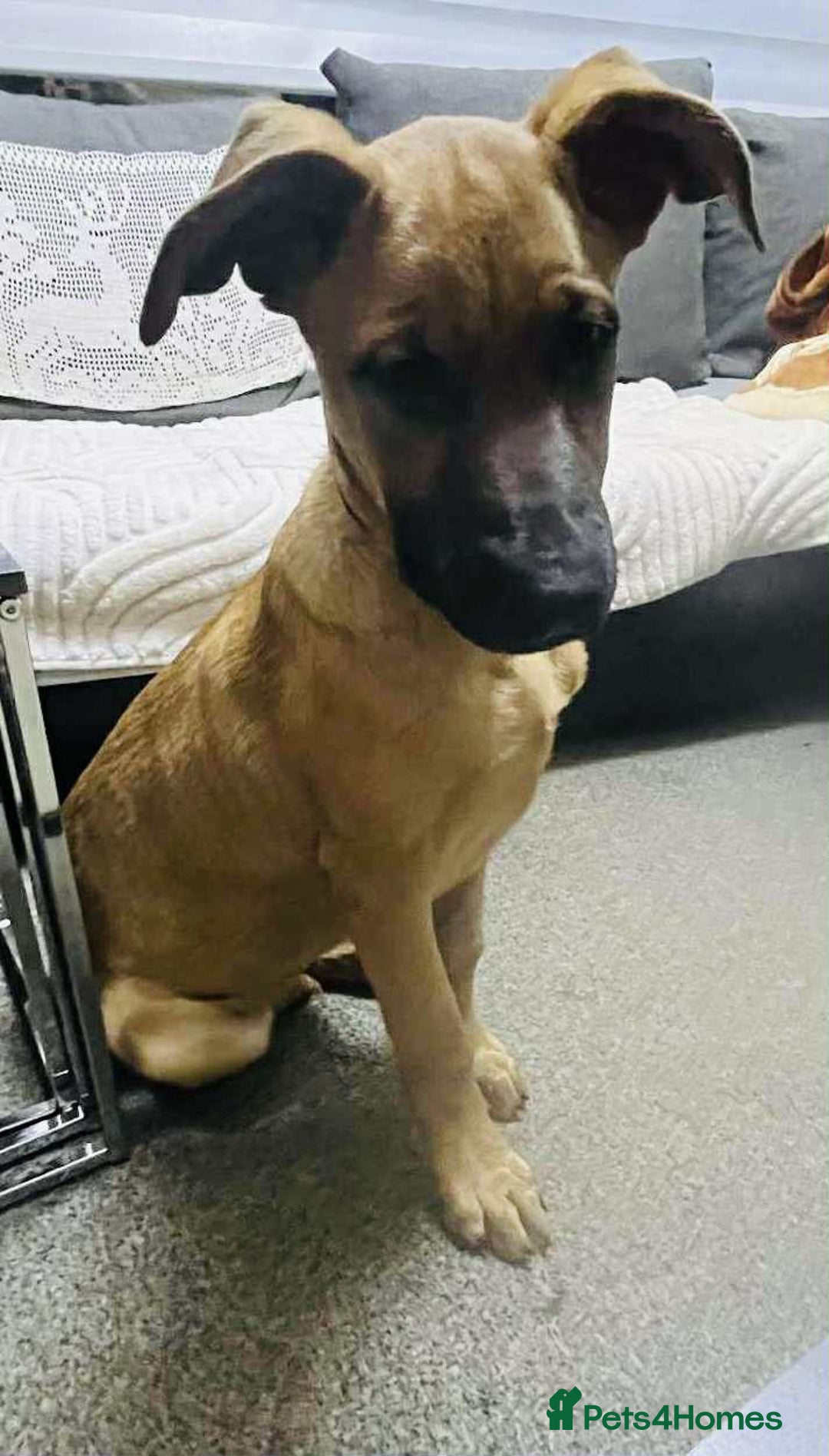 German Shepherd dogs for sale: Lovely puppy boy  - Image 2