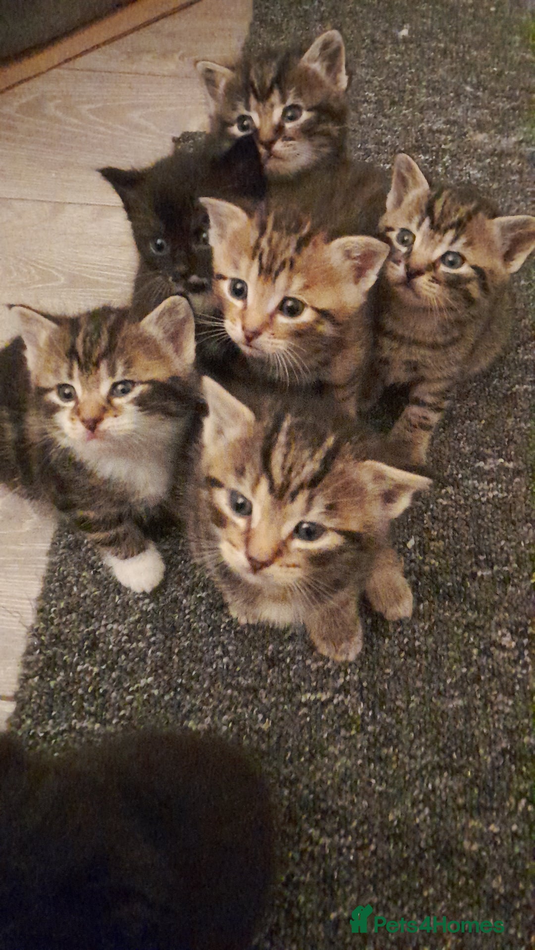 Mixed Breed cats for sale: Playful & cuddly Tabby-Bengal-Mix Kittens £200 - Image 25
