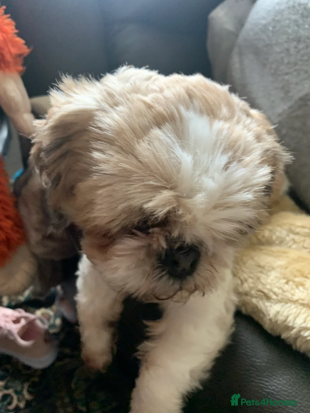 Shih Tzu dogs for stud: KC registered , beautiful stud dog in Cullompton - Advert 17