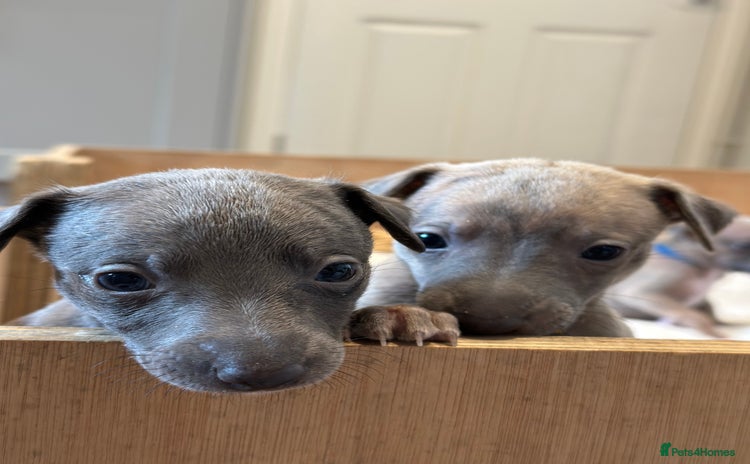 Whippet dogs - Advert 1