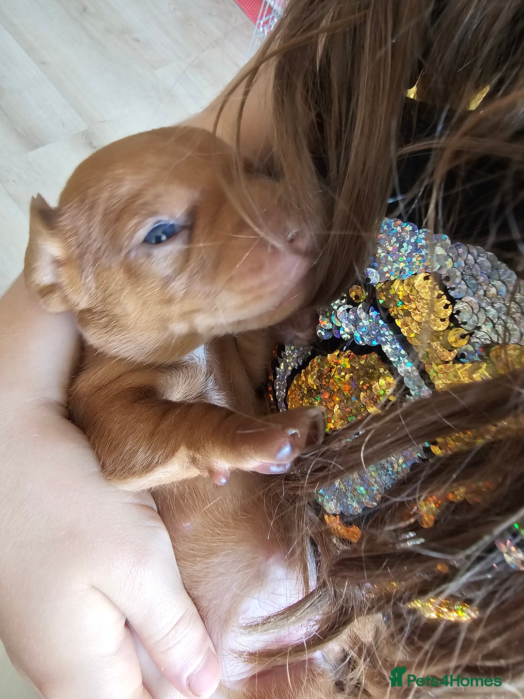 Miniature Dachshund dogs for sale: Mini Dachshund Puppies - Image 10