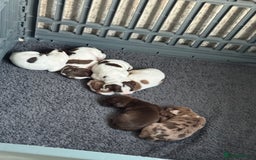 Mixed Breed dogs for sale: English springer spaniel X small French mastiff X - Image 4
