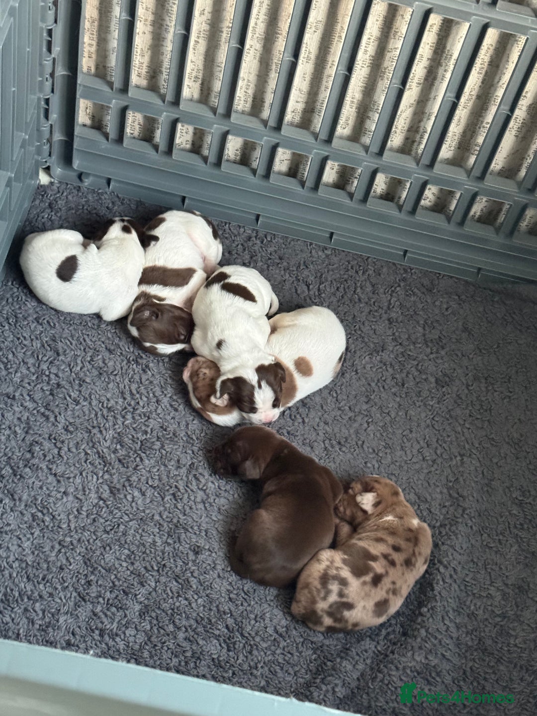 Mixed Breed dogs for sale: English springer spaniel X small French mastiff X - Image 4