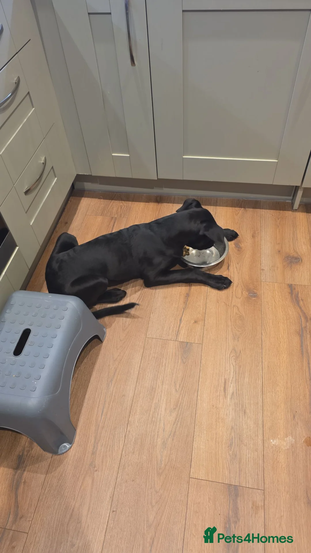 Mixed Breed dogs for sale: Rocco - Advert 2