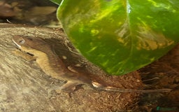 Gecko reptiles for sale: Crested gecko - Image 4