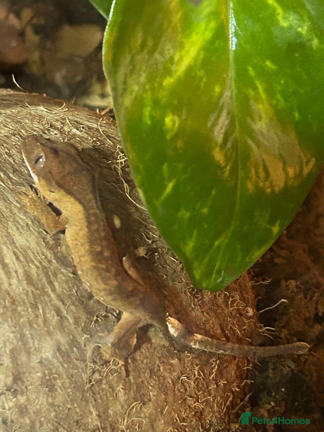 Gecko reptiles for sale: Crested gecko - Image 4