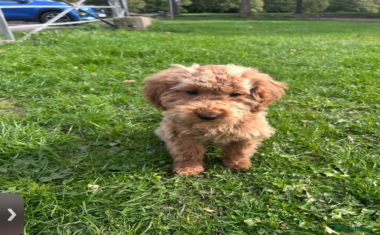 Miniature Poodle dogs - Advert 2