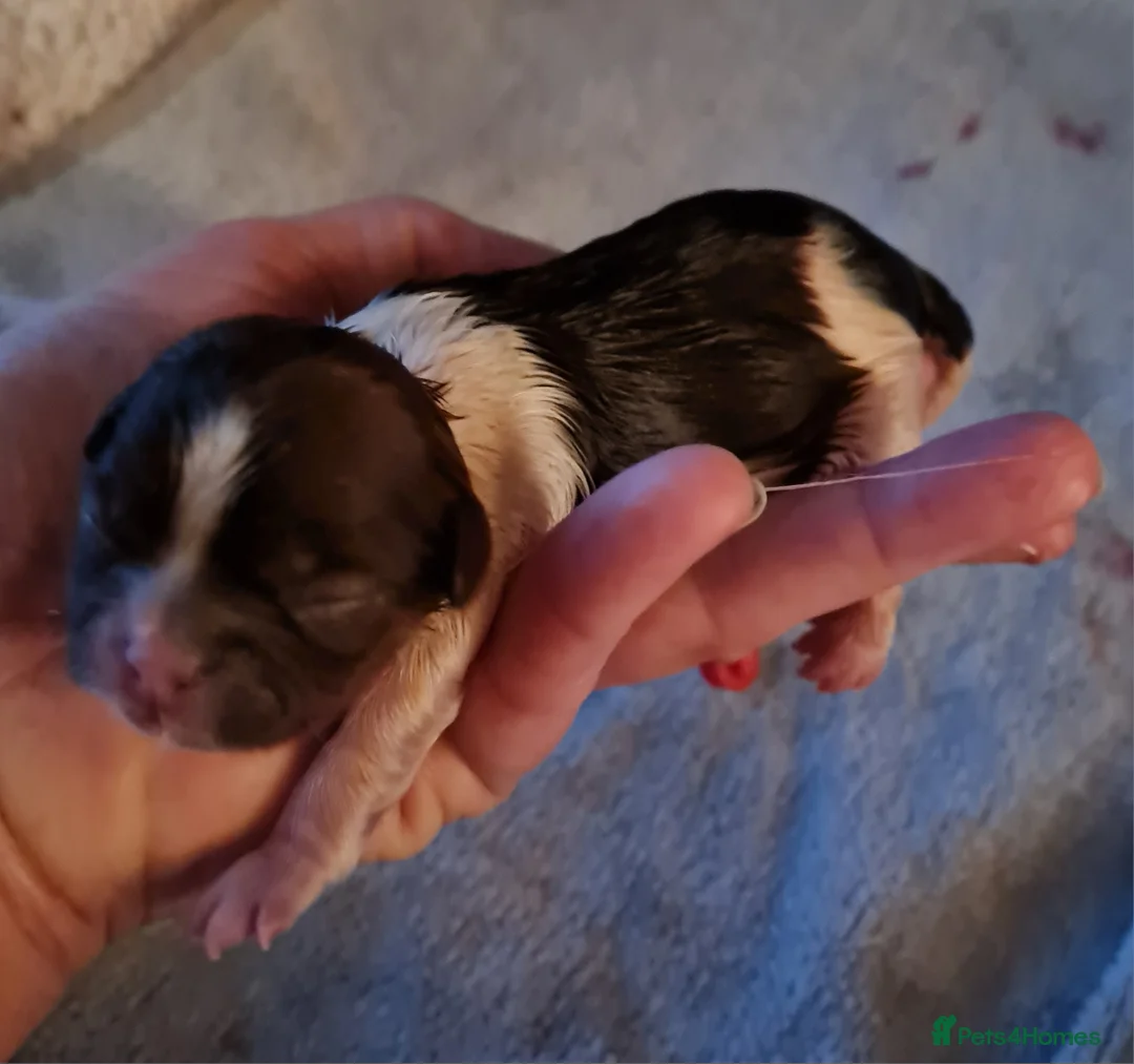 Shih Tzu dogs for sale: Imperial Shih Tzu female, 22 months KC registered. - Advert 32