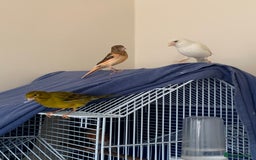 Canaries birds for sale: Harlequin canary  - Image 8