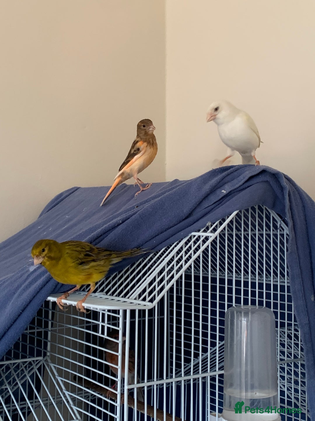 Canaries birds for sale: Harlequin canary  - Image 8