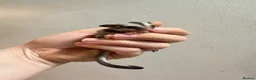 Sugar Glider rodents for sale: Joeys now OOP! 2 available  - Advert 2