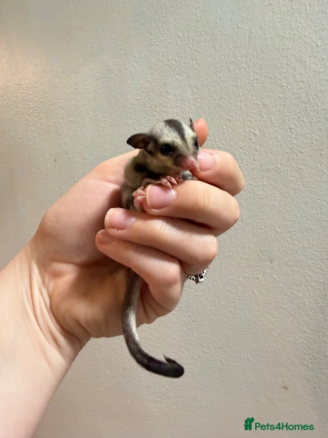 Sugar Glider rodents for sale: Joeys now OOP! 2 available  - Advert 2