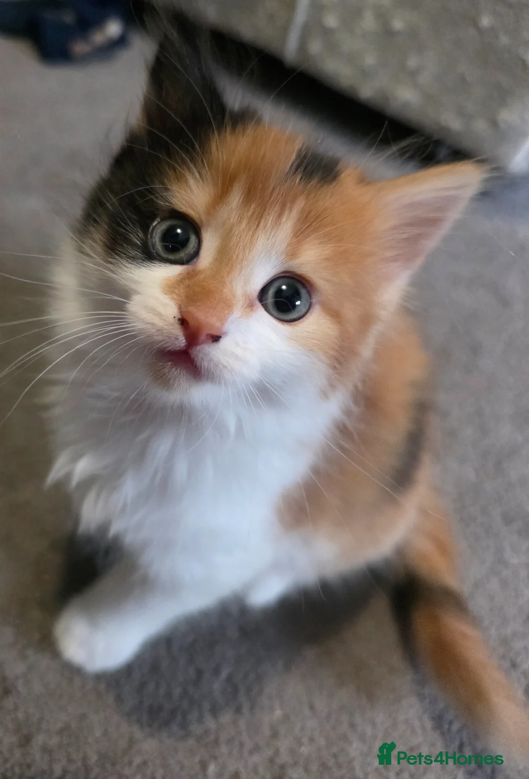 Mixed Breed cats for sale: KITTENS READY NOW in Sidmouth - Advert 7