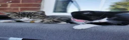 Mixed Breed cats for sale: Lovely Kittens  - Advert 1