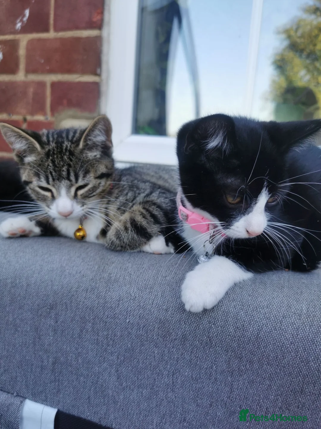 Mixed Breed cats for sale: Lovely Kittens  - Advert 1