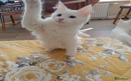 Turkish Angora cats for sale: Turkish angora mix girls - Image 4