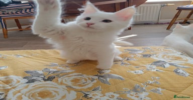 Turkish Angora cats - Advert 11