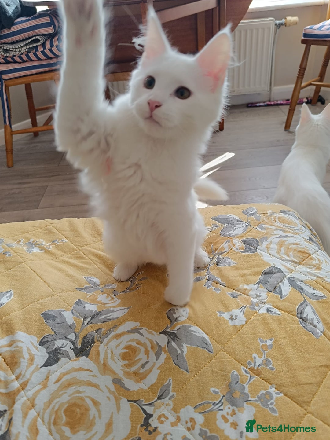 Turkish Angora cats for sale: Turkish angora mix girls - Image 4
