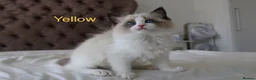 Ragdoll cats for sale: TICA Registered Ragdoll Kittens - Advert 14