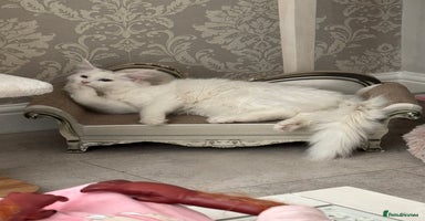 Maine Coon cats - Advert 5