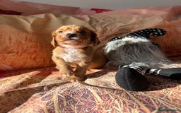 Cocker Spaniel dogs for sale: 🧡Fox Red WCS🧡 - Image 23