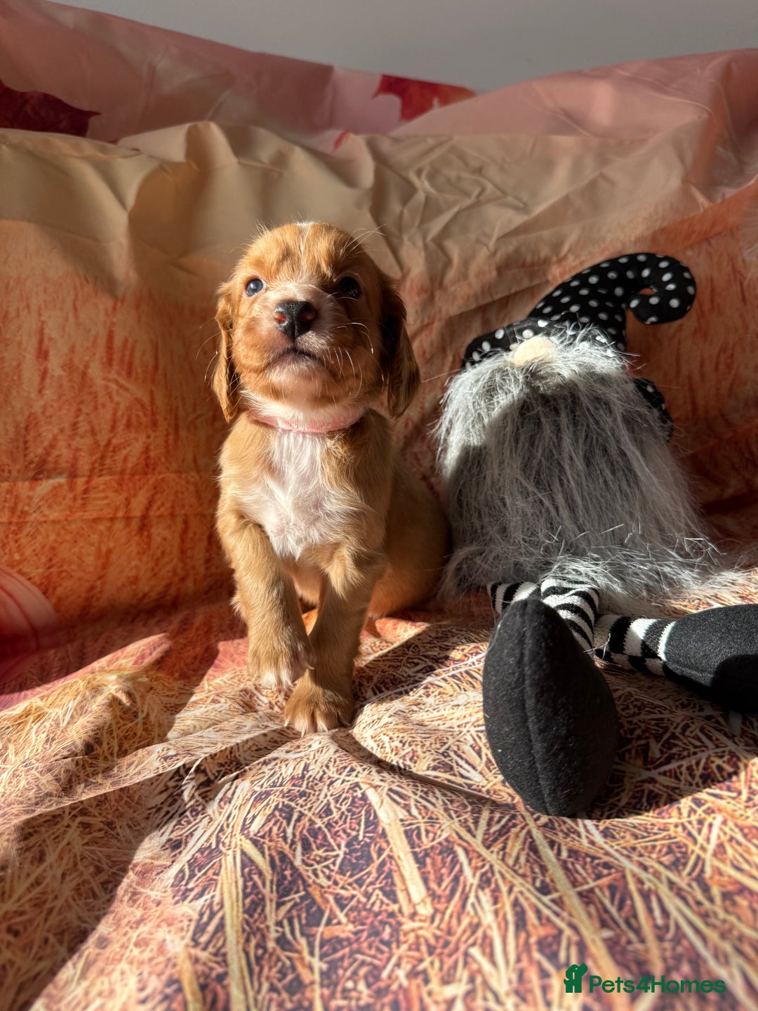 Cocker Spaniel dogs for sale: 🧡Fox Red WCS🧡 - Image 23