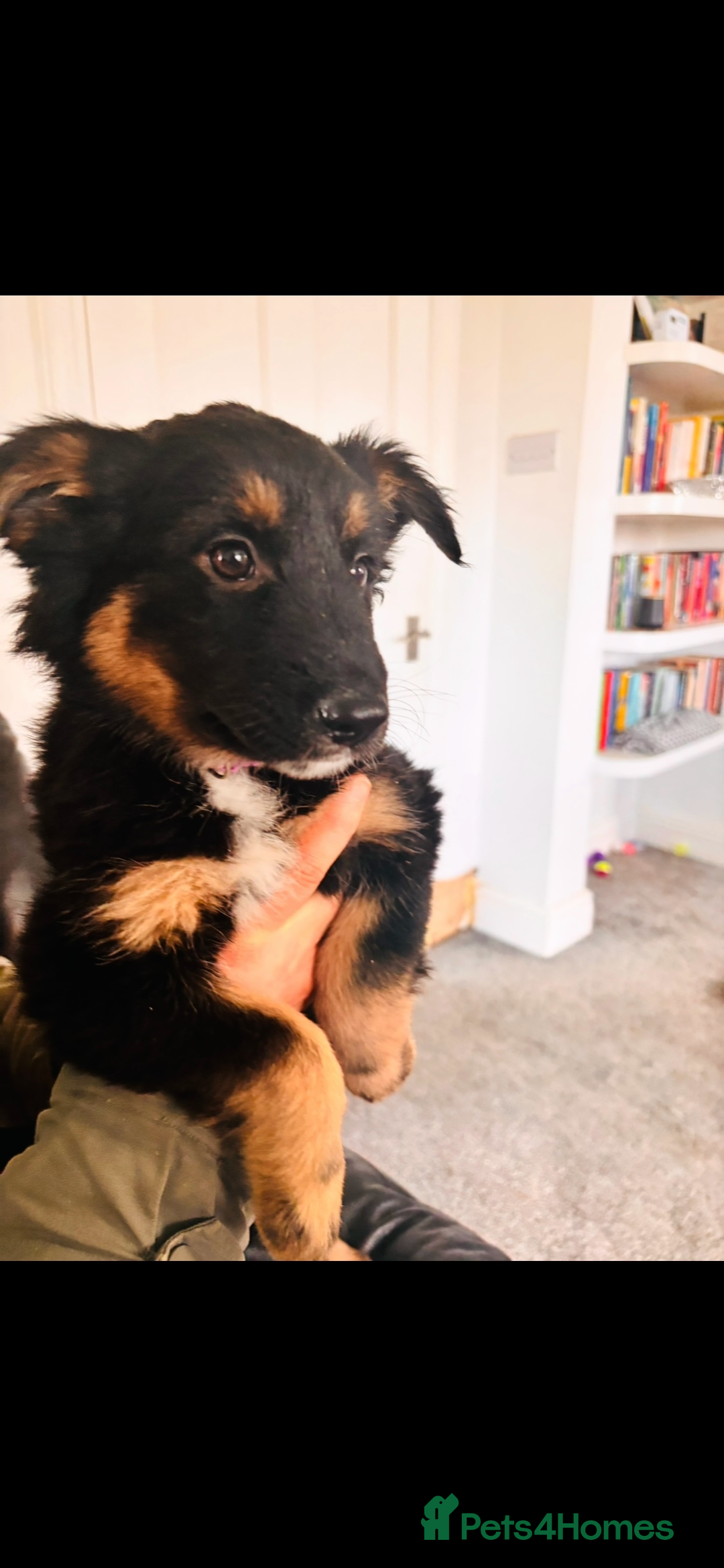 Mixed Breed dogs for sale: 🐾 Beautiful Shollie Pups - Ready Now 🐾 - Advert 1