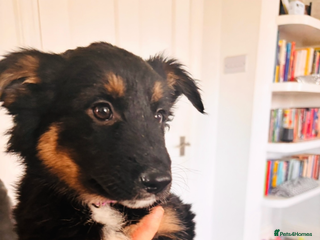 Mixed Breed dogs 🐾 Beautiful Shollie Pups - Ready Now 🐾 - Advert 3