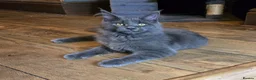 Maine Coon cats for sale: GCCF Blue Maine Coon litter ready to go - Advert 7
