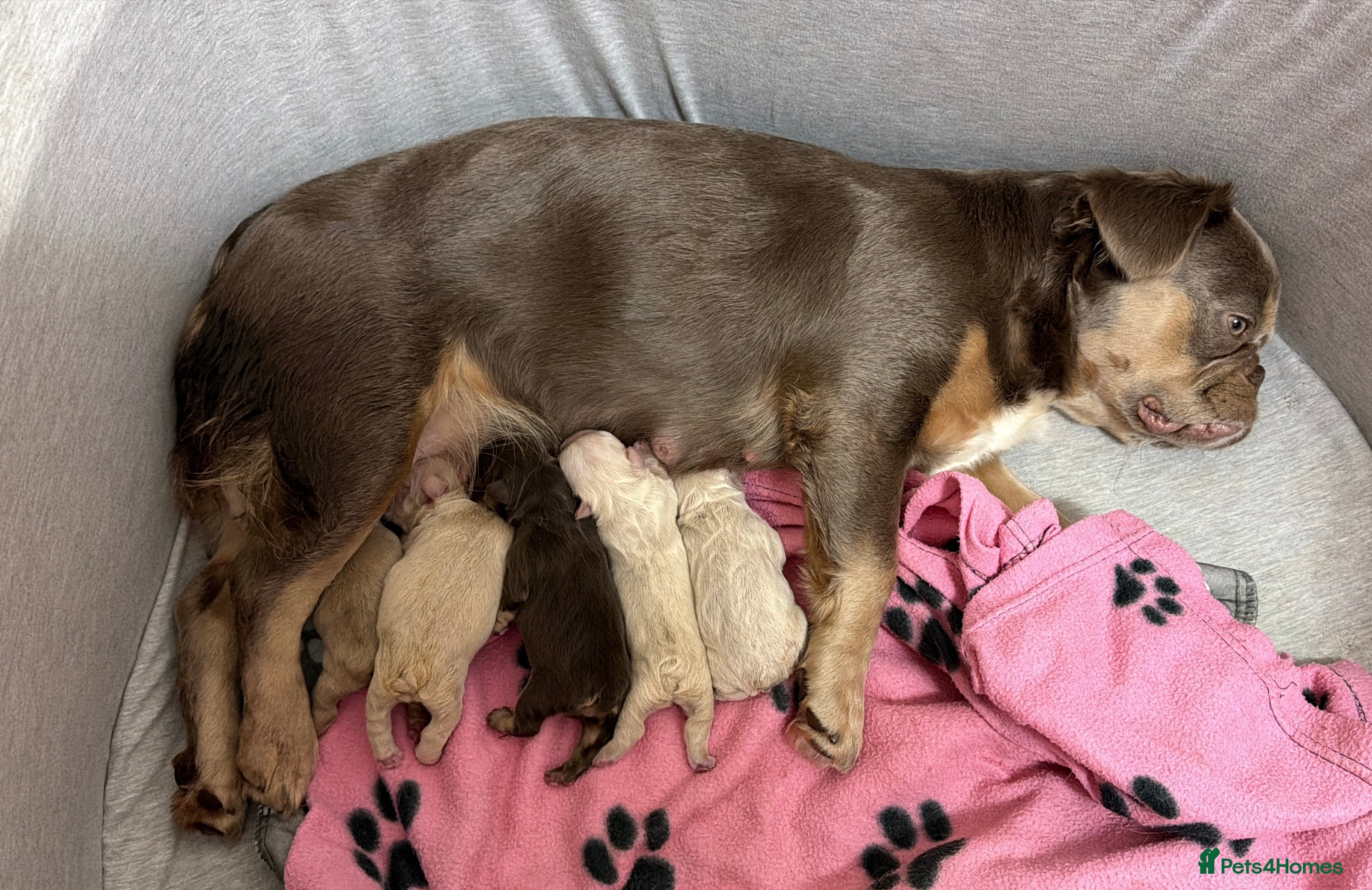 French Bulldog dogs French Bulldog Puppies 💥 - Advert 11