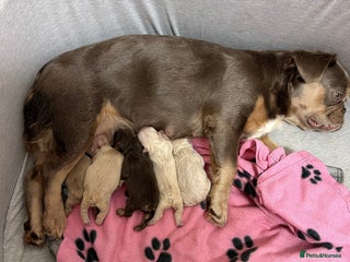 French Bulldog dogs French Bulldog Puppies 💥 - Advert 11