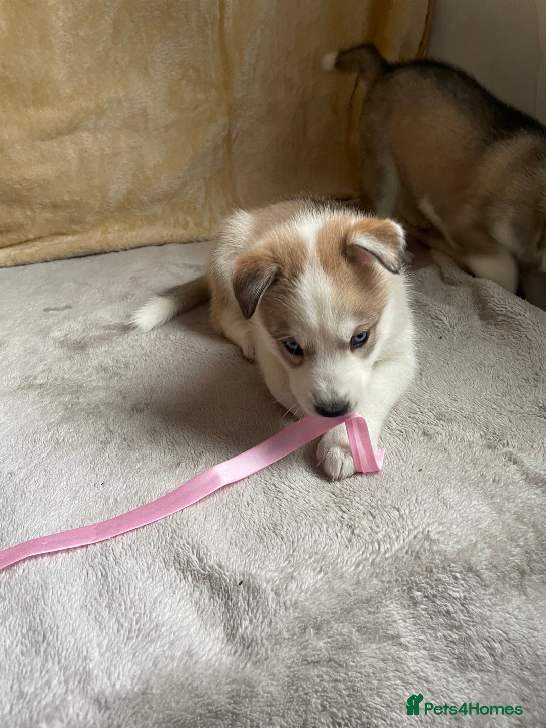 Siberian Husky dogs for sale: Siberian Husky Puppies  - Advert 33