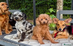 Poodle dogs for adoption: Dusty's Story: Spirit Unbroken - Image 3