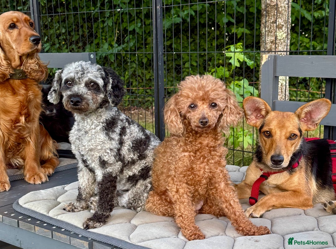 Poodle dogs for adoption: Dusty's Story: Spirit Unbroken - Image 3
