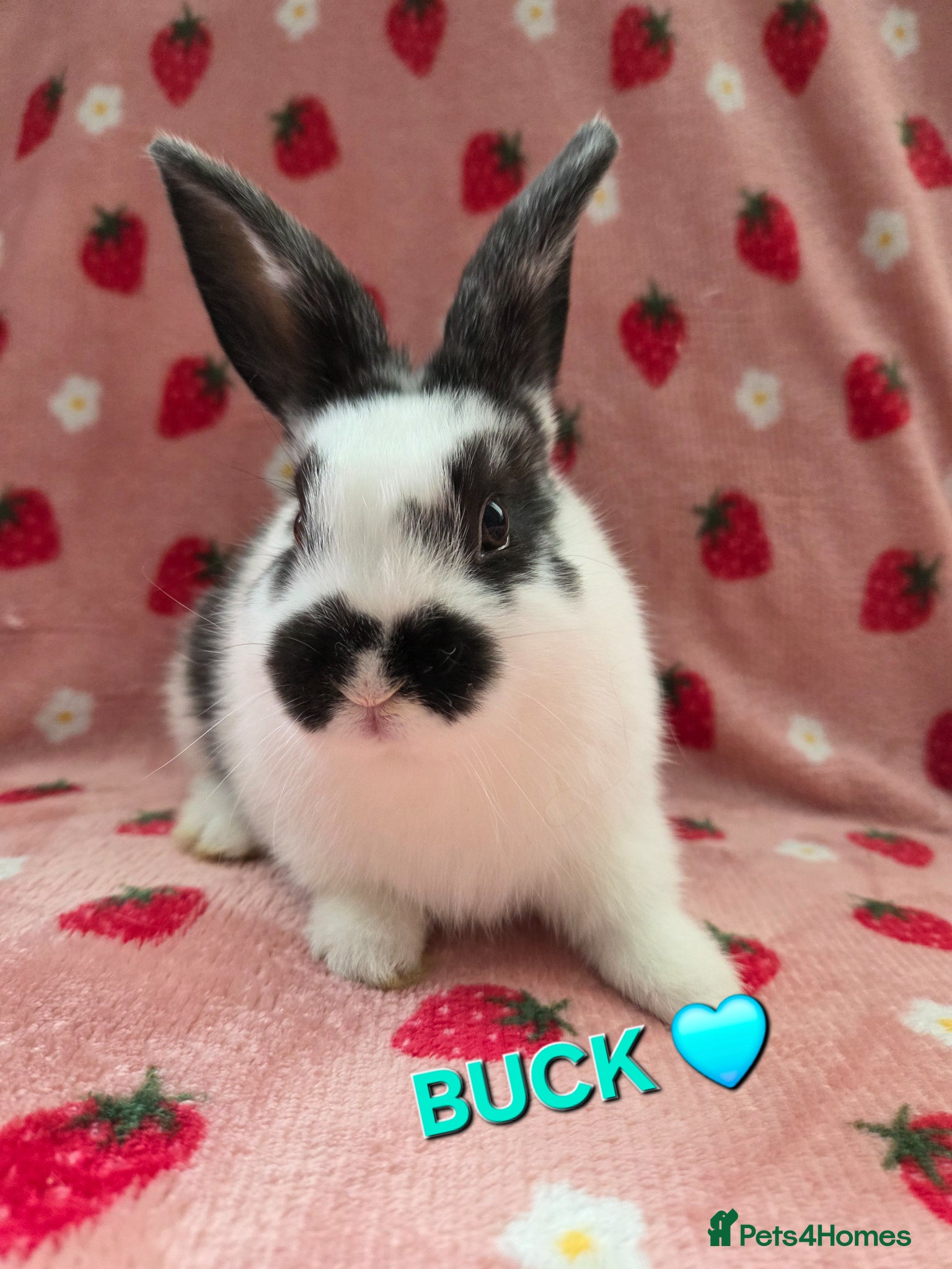 Mini Lop rabbits  butterfly mini lop Last buck🩵 - Advert 2
