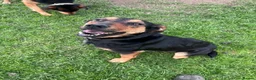 Huntaway dogs for sale: Huntaway puppies in Llanfyllin - Advert 12
