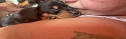 Miniature Dachshund dogs for sale: Miniature dachshund puppy last boy - Advert 12