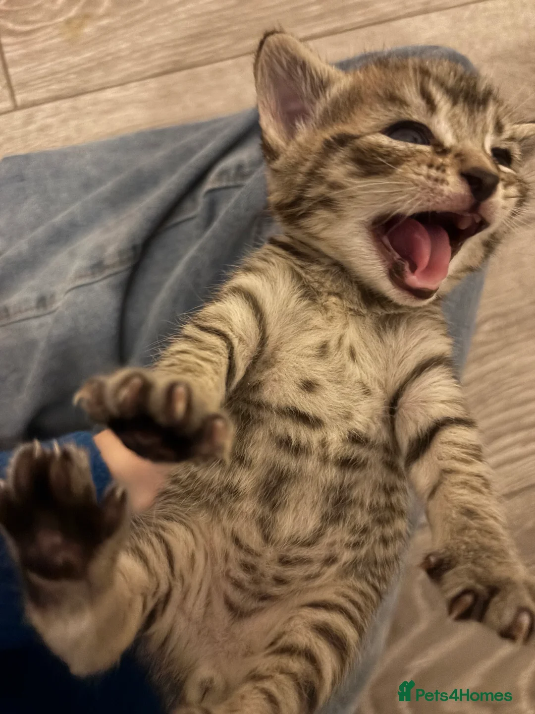 Mixed Breed cats for sale: Tabby kittens for sale!! - Advert 2