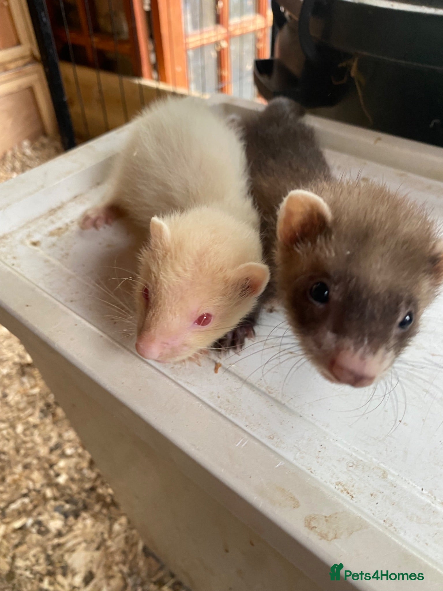 Ferret rodents Baby Male ferrets  - Advert 3